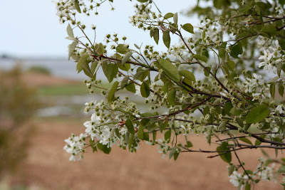 blossoms