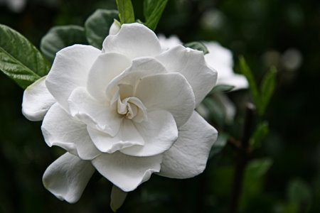 [gardenia.jpg]