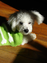Snowball In His Sweater