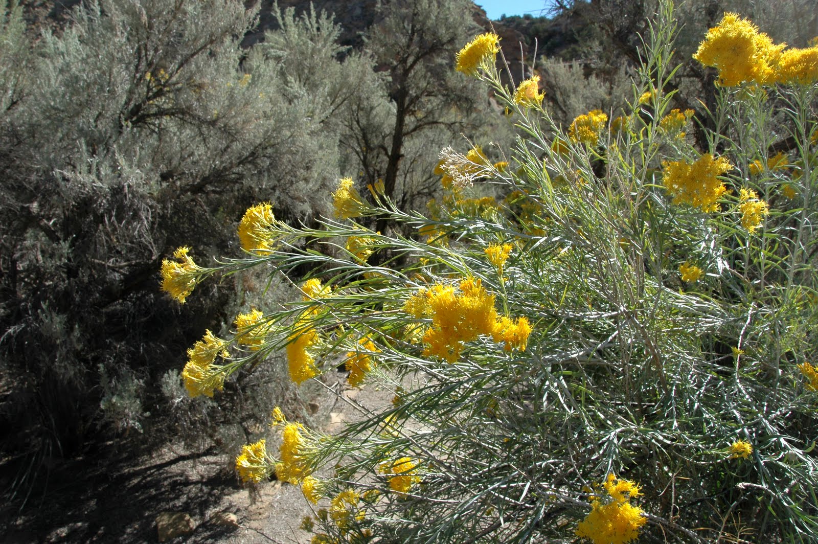 Utah Flower