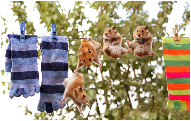 [hamsters.jpg]