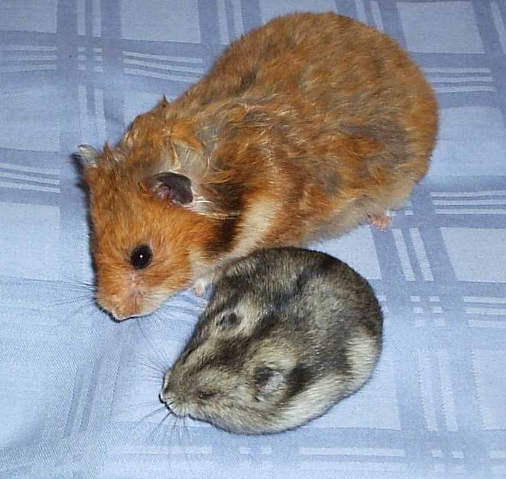 Syrian Hamster Size Chart