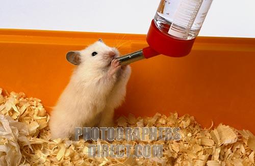 Hamster Water
