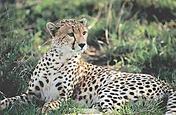 Kenya Wildlife Lodge Safaris