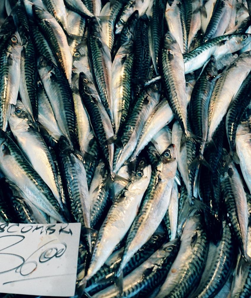 [venicefish3.jpg]