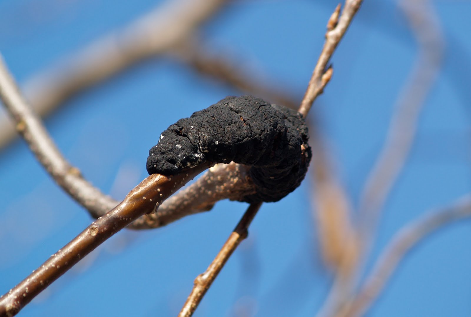 Capturing Life One Picture at a Time Day 110 Tree Rot