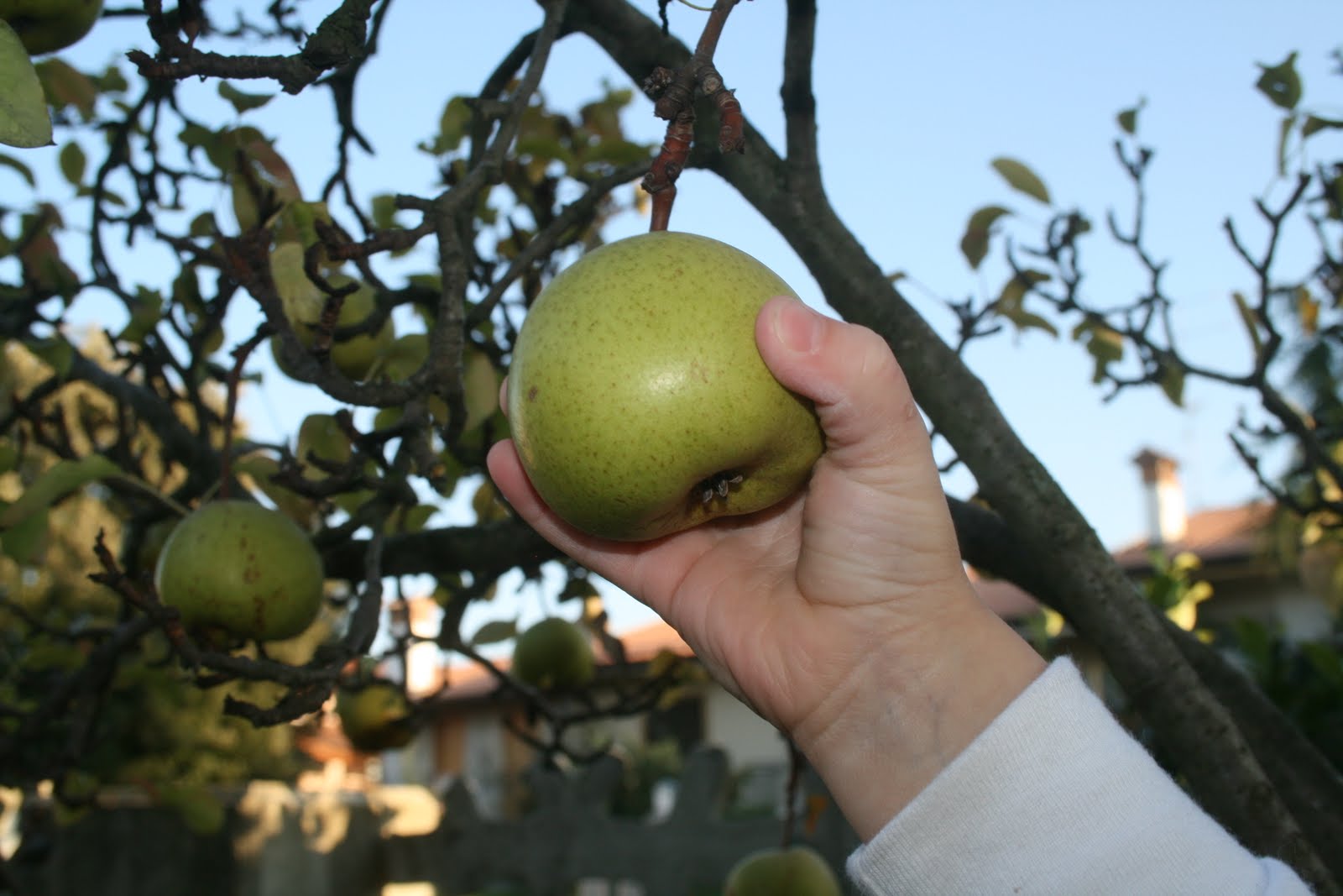 [IMG_2810.JPG]
