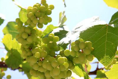 Vignes Corse-Sylvain Alessandri