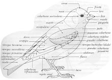Morfologia das Aves