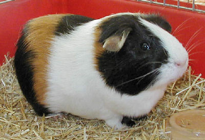 American Guinea Pig WCG