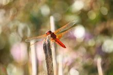 Red the Dragonfly