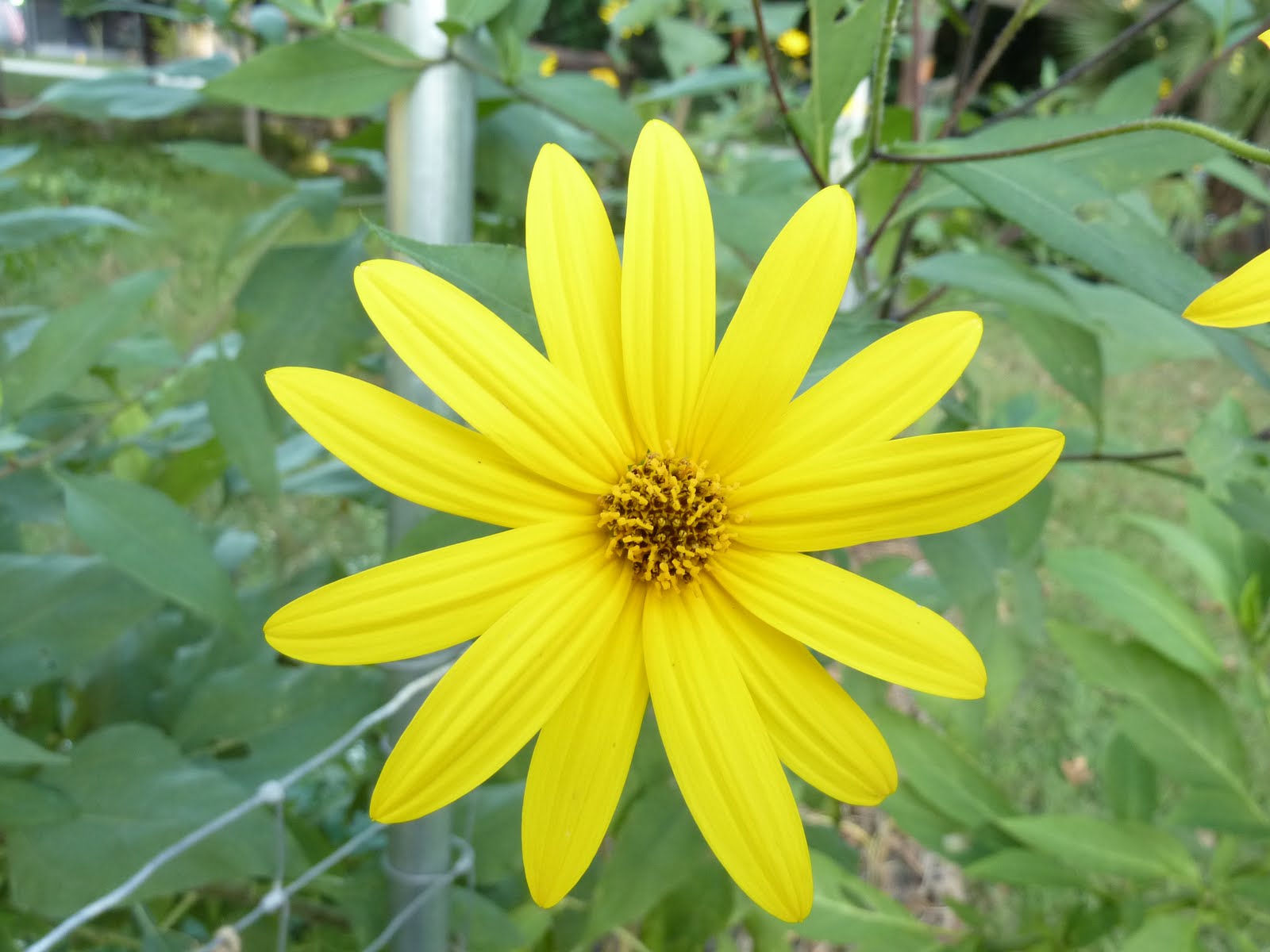 Buford Nature's Adventures Tuber Flower Harvest