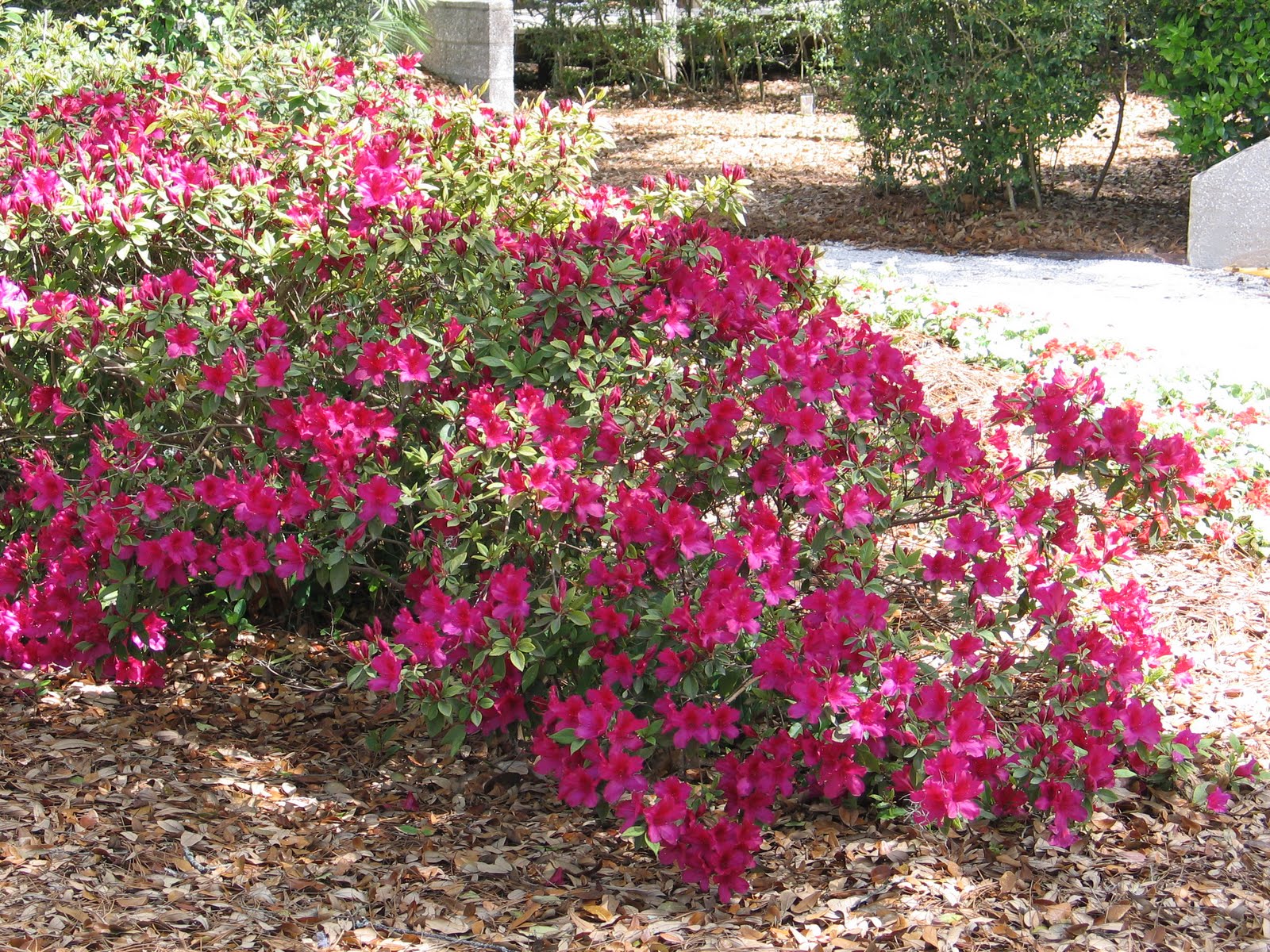 Flowers for Royal Weddings Azaleas around Hilton Head