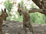 The Ibex at En gedi National Park