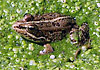 Frosch