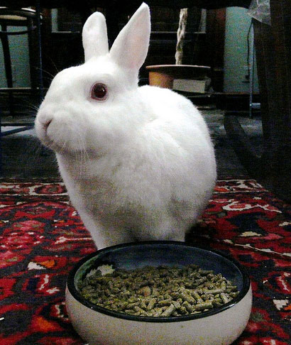 [Food-Rabbit.jpg]