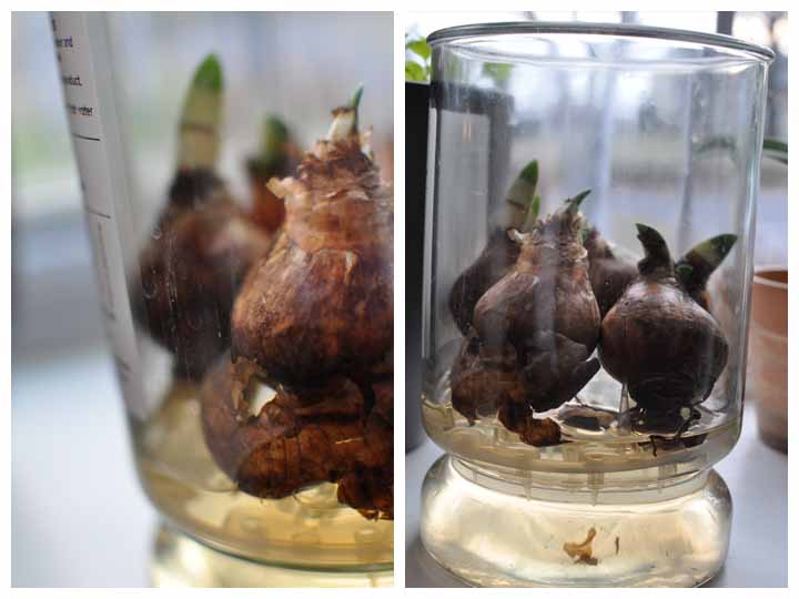 How to Force Bulbs in Water