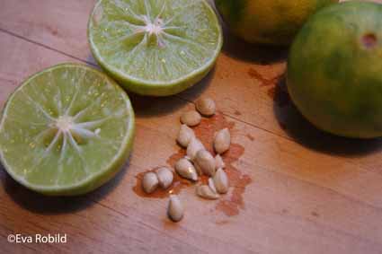 kaffir lime träd kaffir lime träd