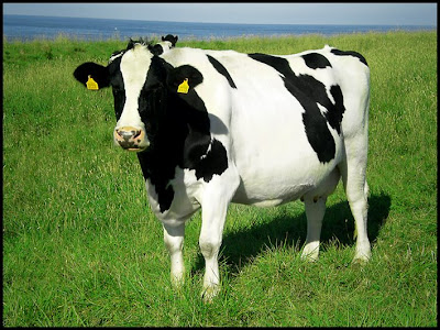 GESTACION VACA gestacion vaca: