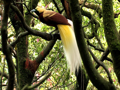 AVES DEL MUNDO... - Página 19 AVE+PARAISO