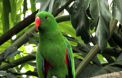 AVES DEL MUNDO... - Página 19 LORO+VERDE