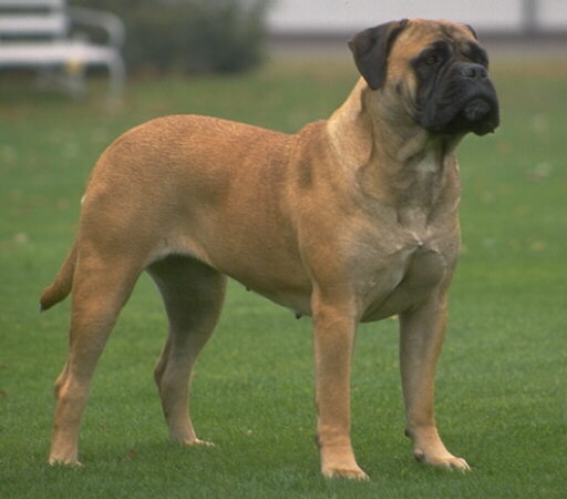 Great+dane+mastiff+mix+pictures
