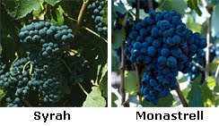 Uvas+Nerola+Tinto.bmp