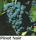 Uvas+Mas+Borr%C3%A1s.bmp