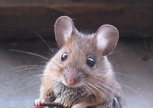 [mouse.jpg]