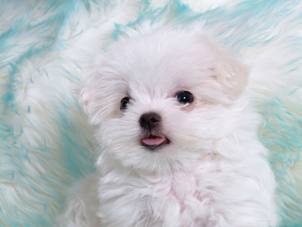 http://4.bp.blogspot.com/_ao1qh1MvUIo/TU-Xa4xgQjI/AAAAAAAADS8/gHEE4btMjxQ/s1600/White_puppy_with_cute_tongue.jpg