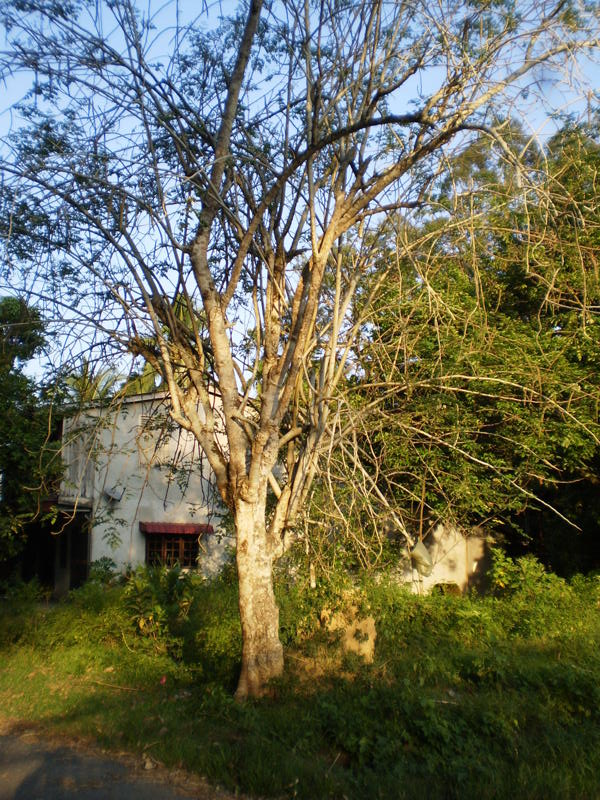 Pokok Gemunggal