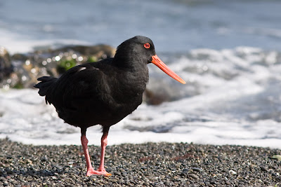 Oystercatcher