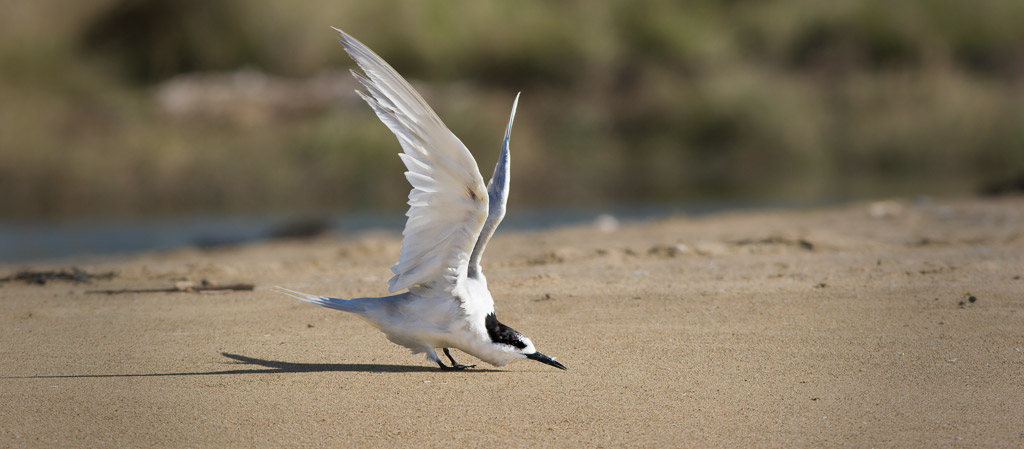 Tern doing yoga