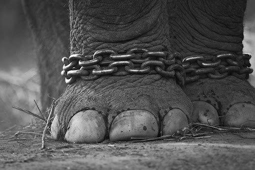 elephant chains