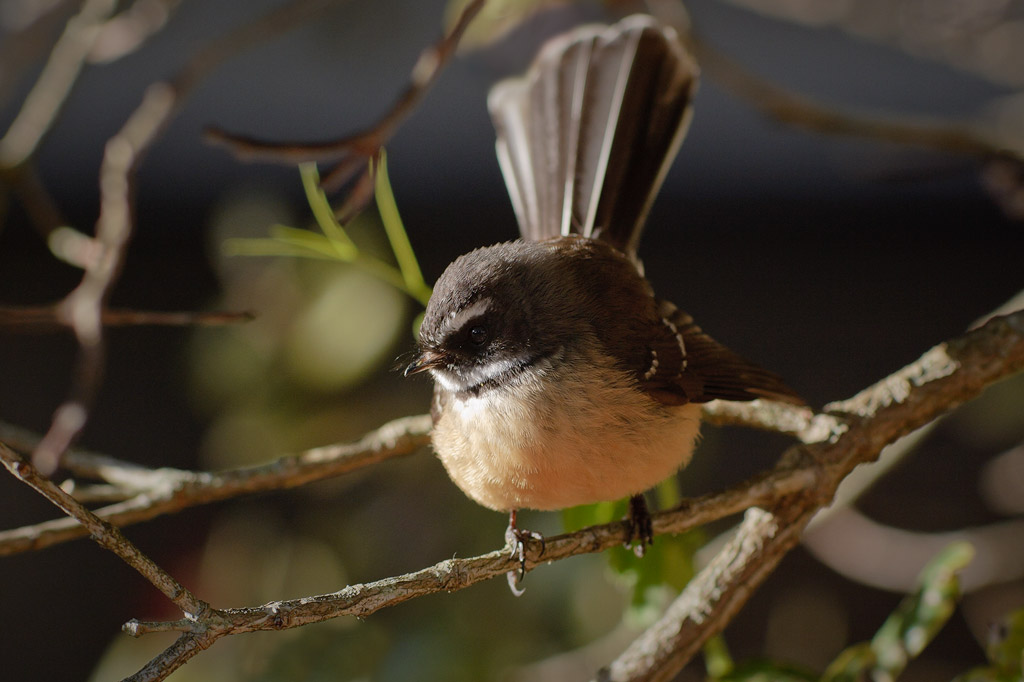 A moment in the morning sun