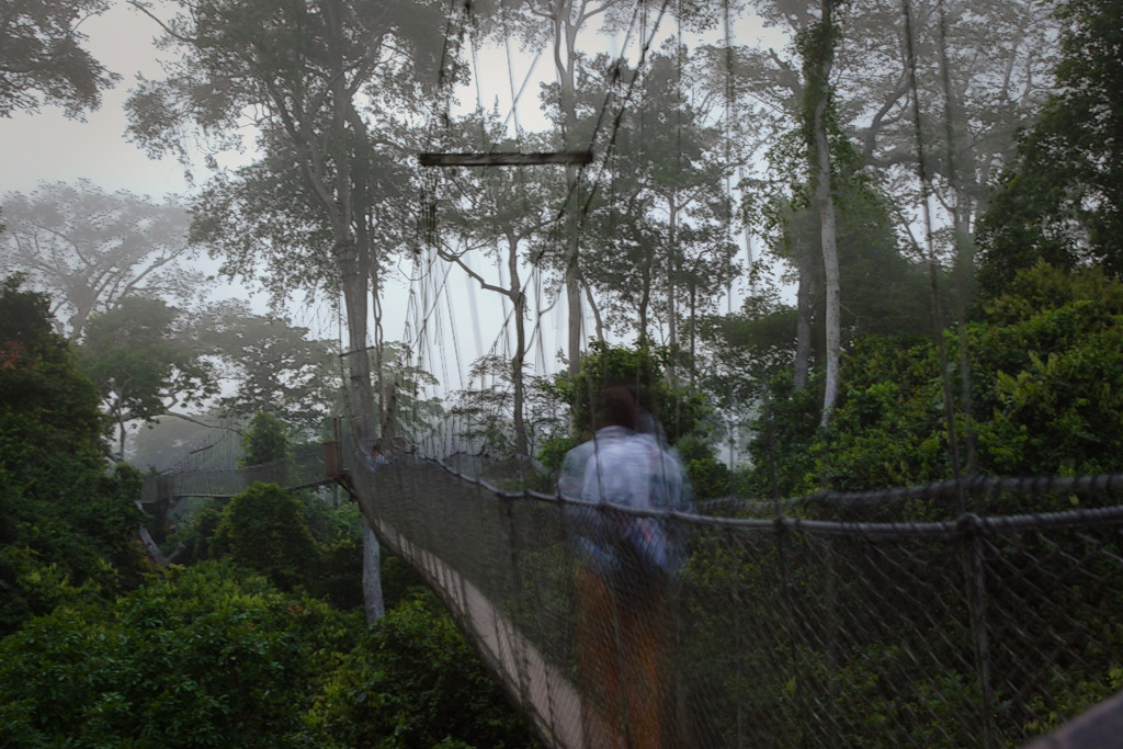 A walk in the jungle