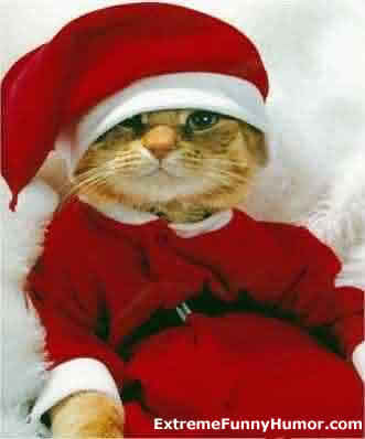 Funny Cats Pictures - Pictures of Funny Cats: December 2007