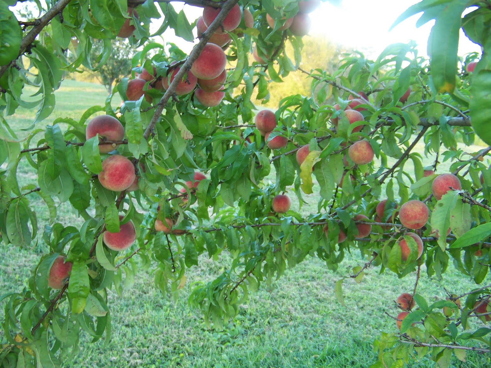 Hickery Holler Farm: Indian Blood Red Peaches