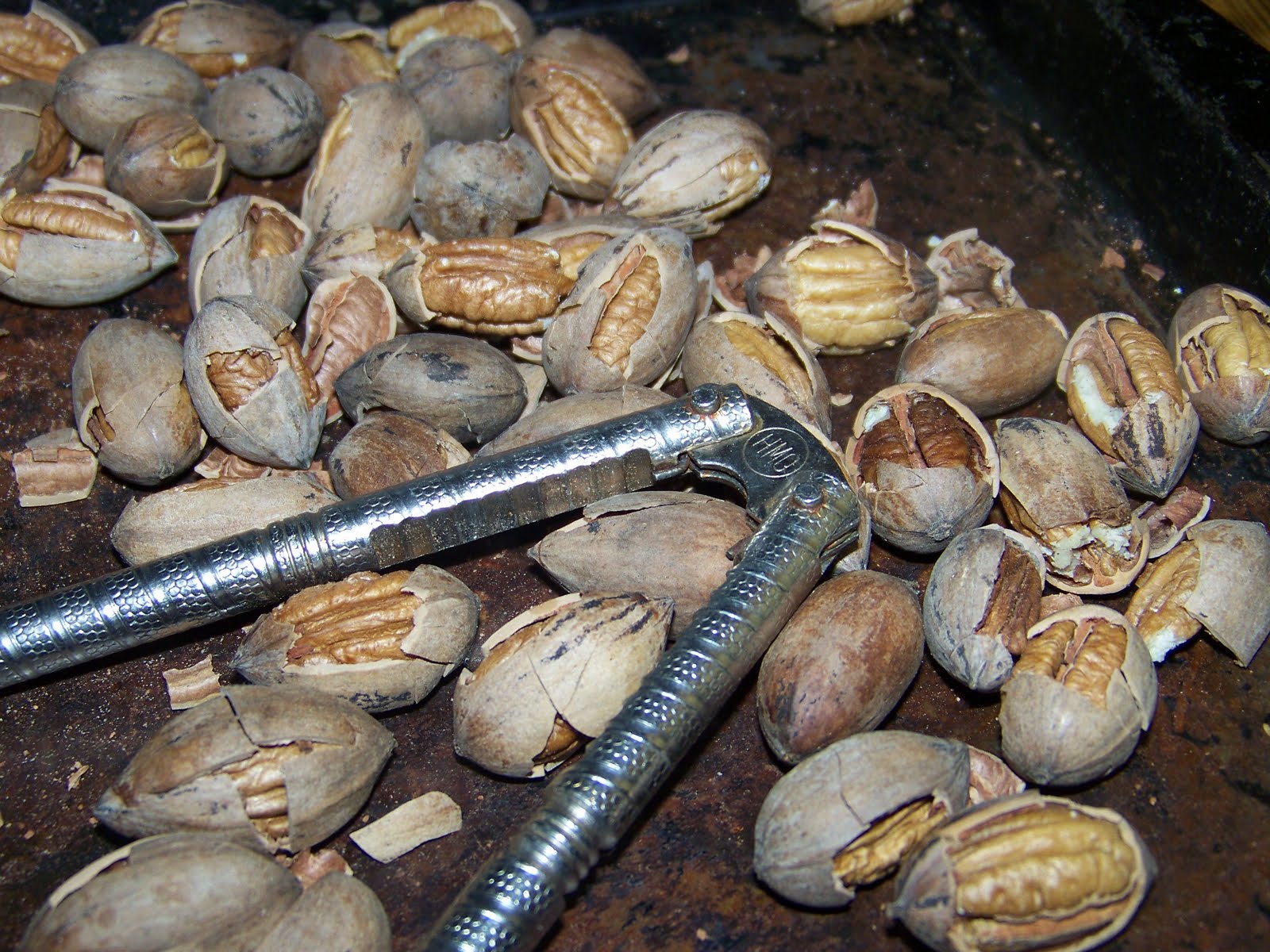 Hickery Holler Farm Picking Out Pecans