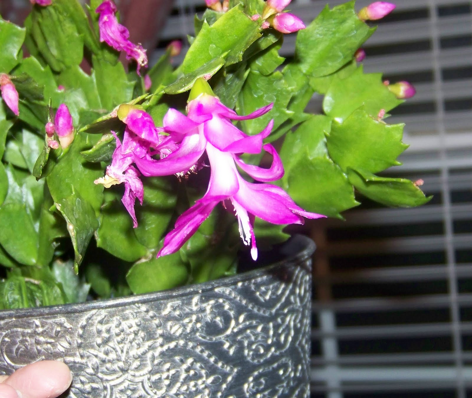 Hickery Holler Farm White Christmas Cactus