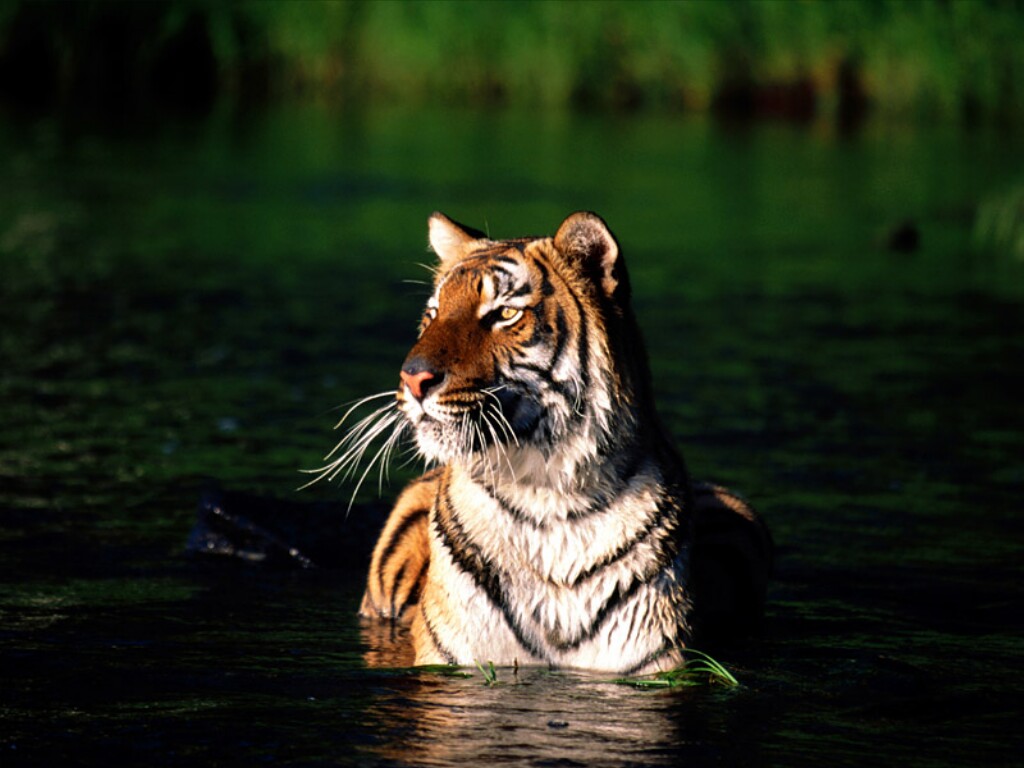 [Taking+a+Dip,+Bengal+Tiger.jpg]