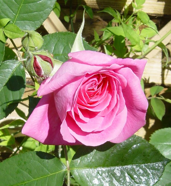 living on the edge feeding roses living on the edge feeding roses