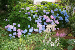 Hydrangeas in bloom