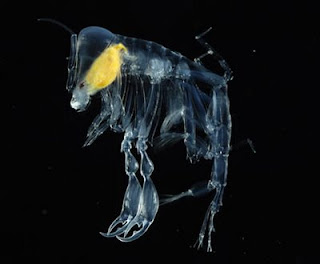 amphipod transparent hewan foto