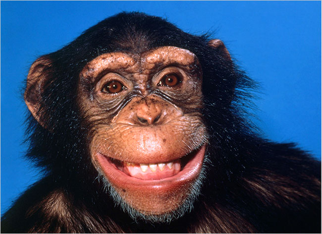 [smilingchimp.jpg]