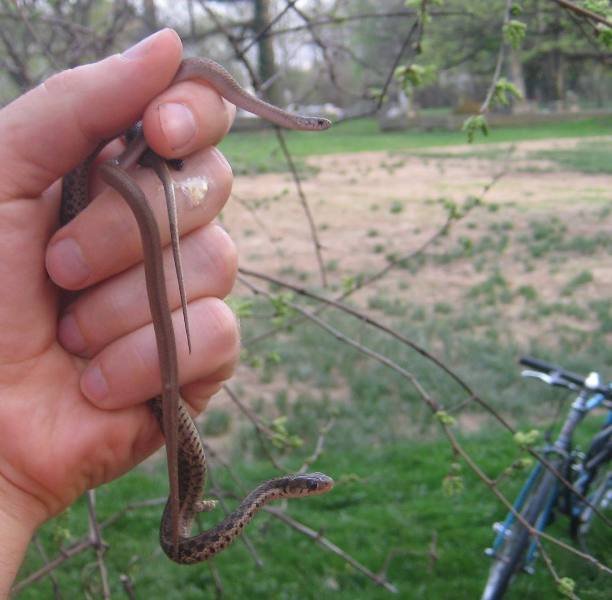Brown and garter snakes