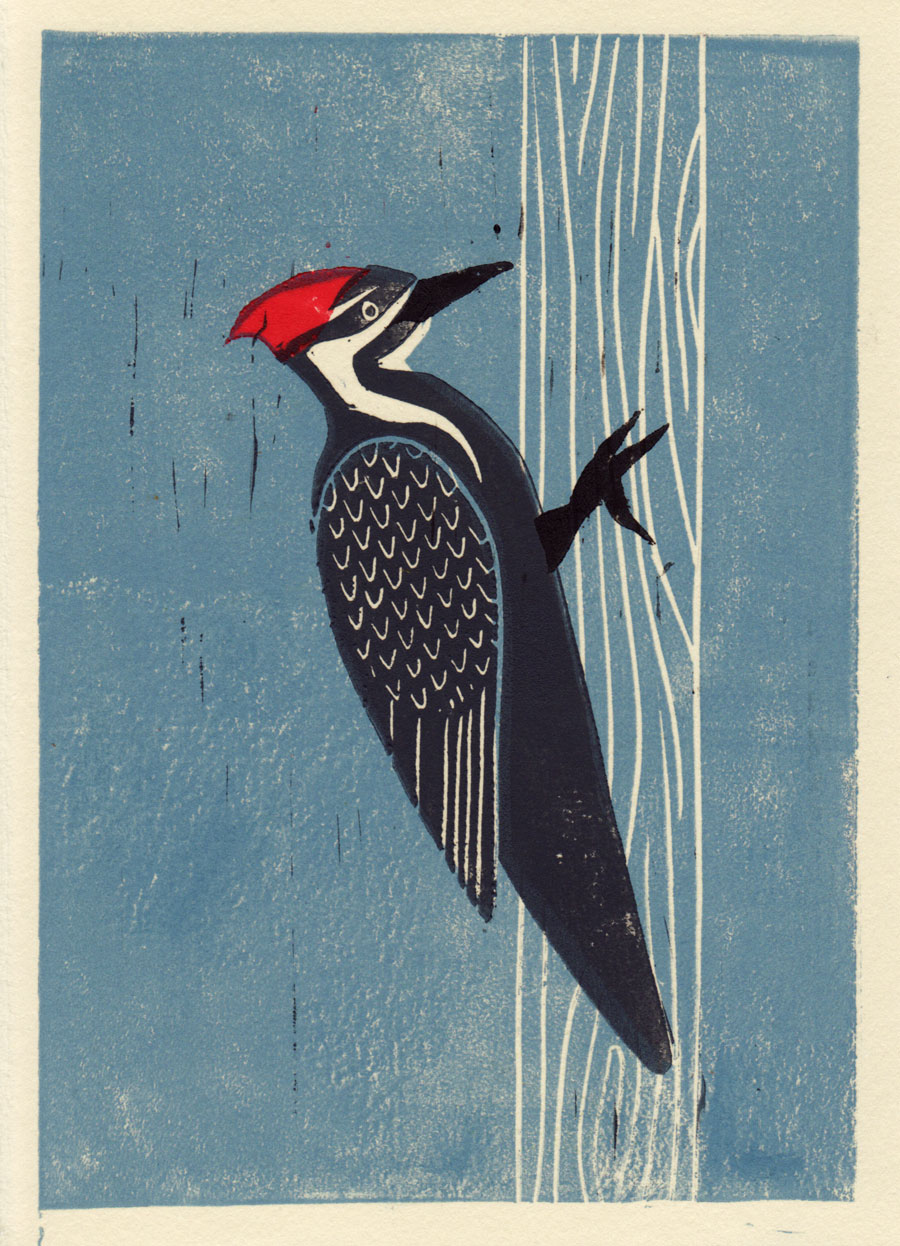 ANNA SEE: Pileated Woodpecker