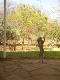 Monkeys Running Away