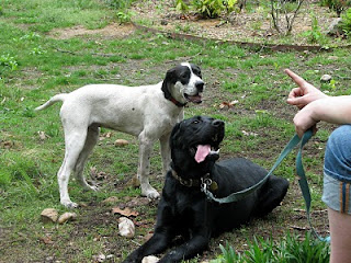 Bounce & Borla after a big time playing, Judy Smith