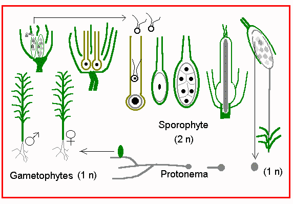 Moss Gametophyte Microscope